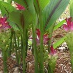 Pianta Curcuma