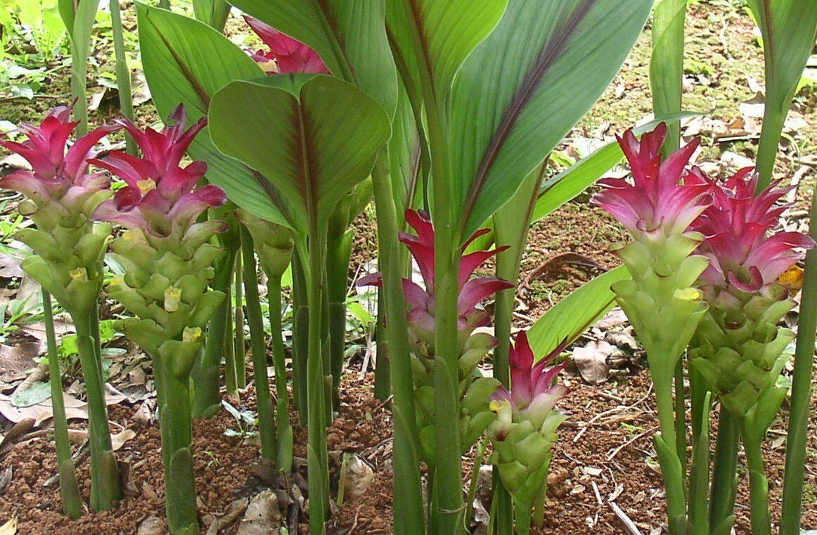 Pianta Curcuma